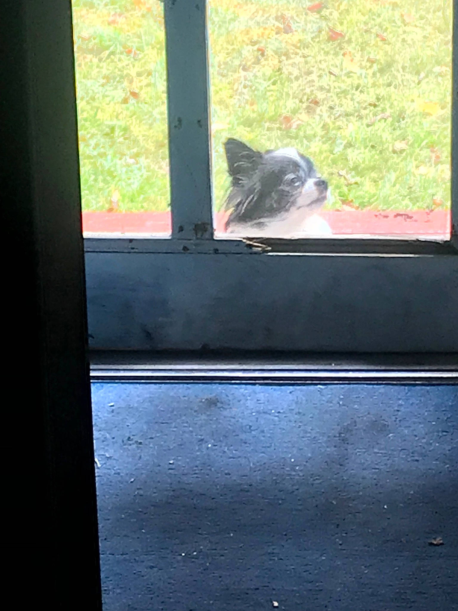 Baby Girl is registered to the contest to win money with this photo: cat, felidae, kitten, polydactyl_cat, small_to_medium_sized_cats, whiskers, window