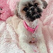 Sweetie is registered to the contest to win money with this photo: animal, blanket, close_up, cozy, cute, decorative_pillow, dog, domestic_animal, fluffy, fur, indoor, lying_down, pet, pink_blanket, pink_collar, pink_paws, portrait, rose_pillow, small_dog, soft_lighting