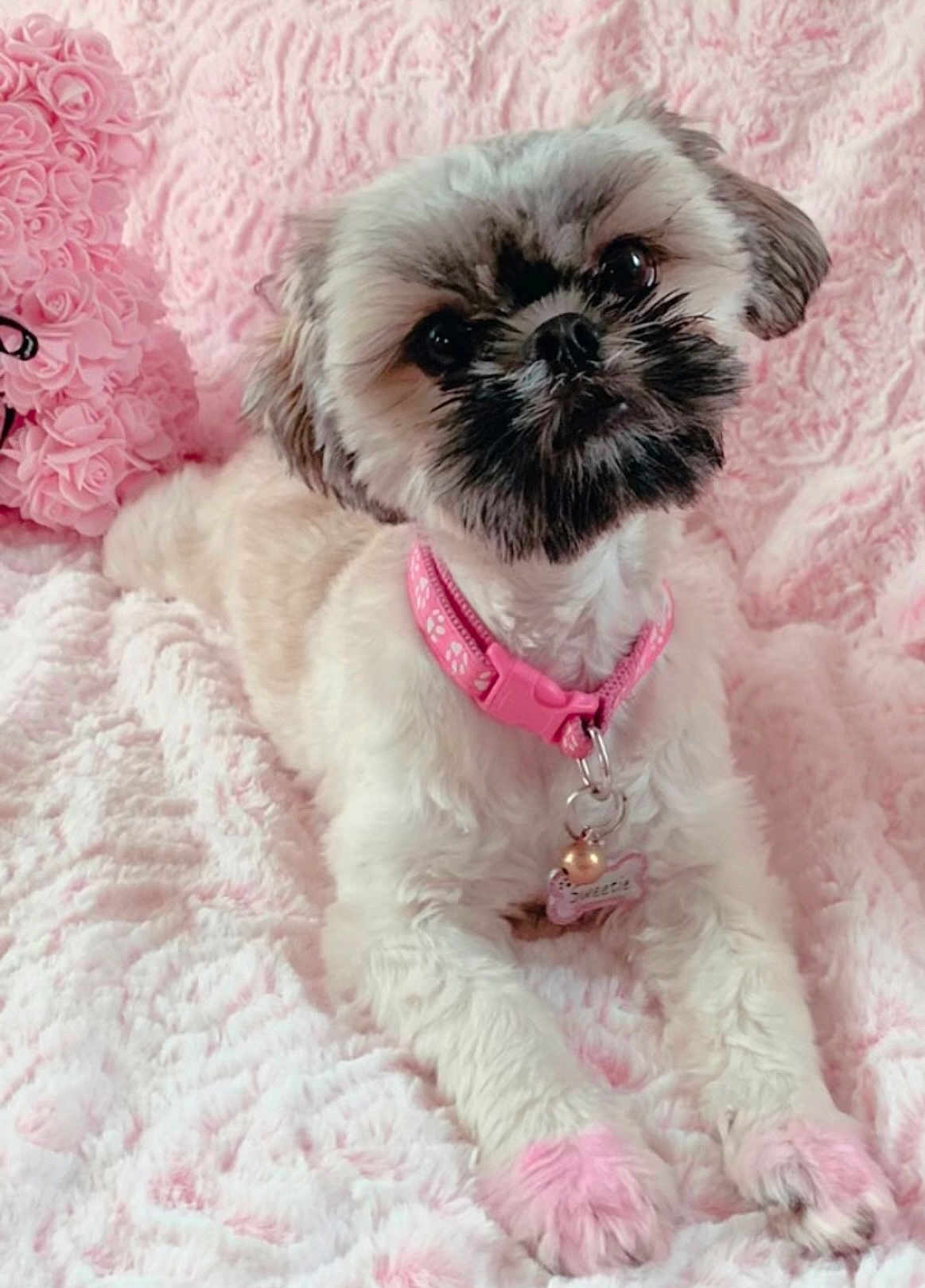 Sweetie is registered to the contest to win money with this photo: animal, blanket, close_up, cozy, cute, decorative_pillow, dog, domestic_animal, fluffy, fur, indoor, lying_down, pet, pink_blanket, pink_collar, pink_paws, portrait, rose_pillow, small_dog, soft_lighting