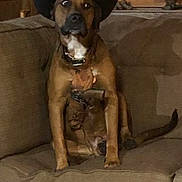 Bam Bam joined the competition — help win amazing prizes! dog, cowboy_hat, couch, wooden_wall, antique_pistol, revolver, black_and_white_photo, wide_eyed, sitting, indoor, rustic, furniture, pet, animal, brown_dog, hat, expression, living_room, home, portrait