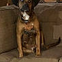 dog, cowboy_hat, couch, wooden_wall, antique_pistol, revolver, black_and_white_photo, wide_eyed, sitting, indoor, rustic, furniture, pet, animal, brown_dog, hat, expression, living_room, home, portrait