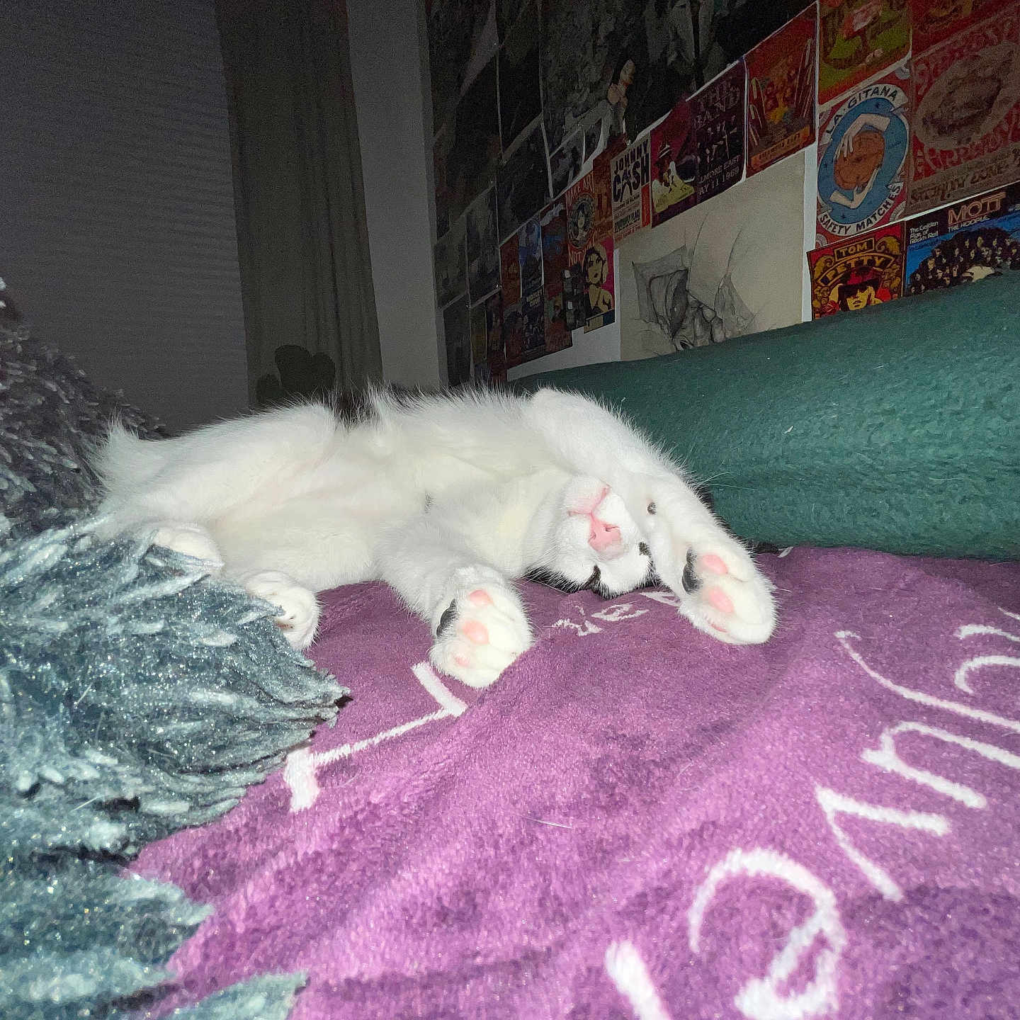 Oli joined the competition — help win amazing prizes! angora, animal, bed, bedroom, blanket, canine, cat, couch, dog, eskimodog, face, furniture, head, indoors, kitten, person, pet, puppy, room, sleeping