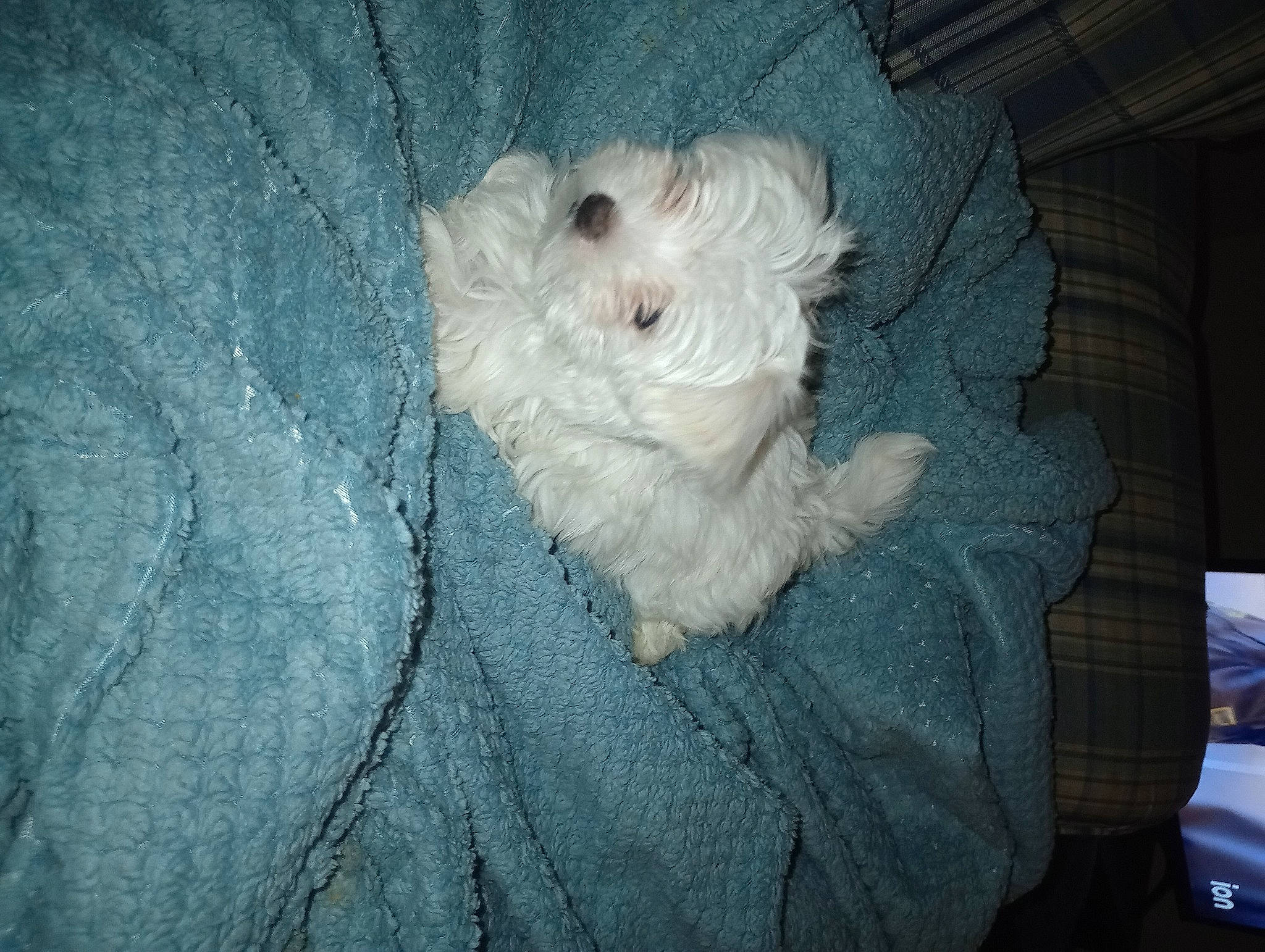 Coco joined the competition — help win amazing prizes! canidae, carnivore, comfort, companion_dog, darkness, dog, dog_breed, flooring, fur, non_sporting_group, small_terrier, sporting_group, tail, terrier, toy, toy_dog, wool