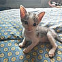 kitten, cat, animal, pet, fur, whiskers, blue_eyes, bed, blanket, pattern, indoor, cute, small, young, domestic_animal, mammal, paw, ears, curious, resting