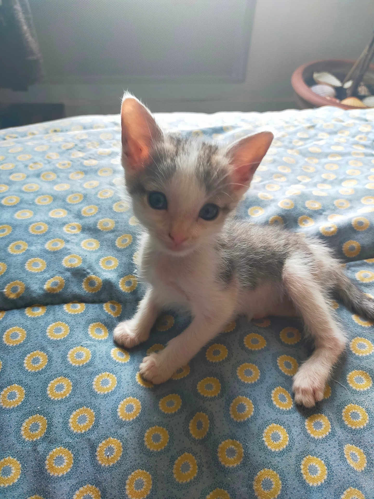 Rose Jeandrot participe au concours pour gagner de l'argent avec cette photo : kitten, cat, animal, pet, fur, whiskers, blue_eyes, bed, blanket, pattern, indoor, cute, small, young, domestic_animal, mammal, paw, ears, curious, resting