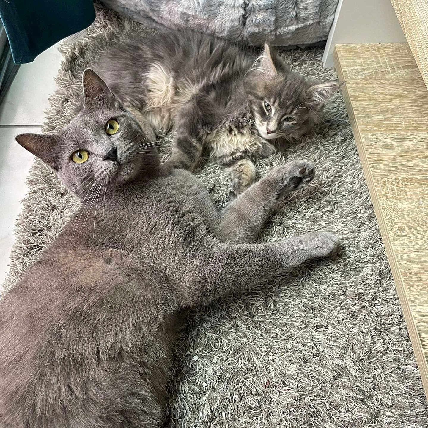 Moustache a rejoint le concours — aidez-le/la à gagner de superbes lots ! abyssinian, angora, animal, canine, cat, cushion, egyptiancat, hardwood, homedecor, indoors, interiordesign, kitten, manx, mat, person, pet, rug, sleeping, stainedwood, wood