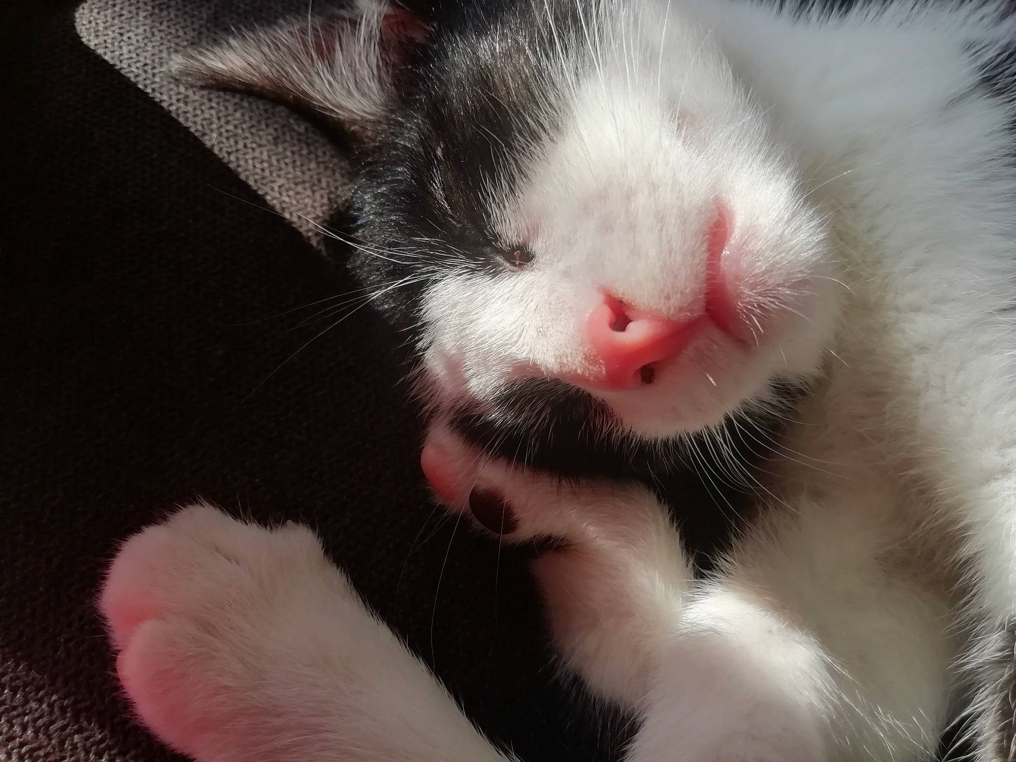 Bouchon a rejoint le concours — aidez-le/la à gagner de superbes lots ! carnivore, cat, claw, ear, eye, facial_expression, felidae, fur, kitten, mammal, mouth, nap, nose, paw, polydactyl_cat, skin, small_to_medium_sized_cats, snout, whiskers