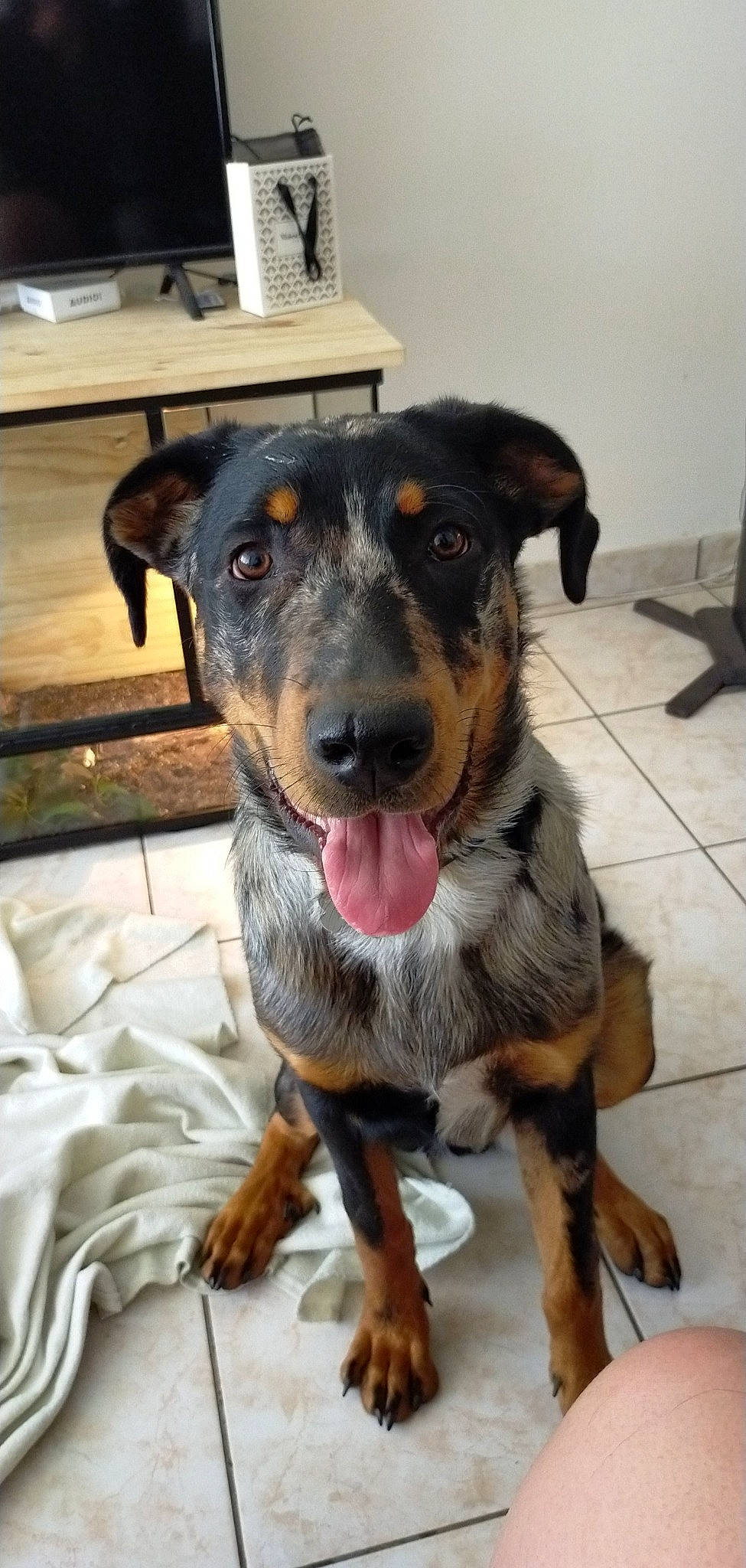 Olaf a rejoint le concours — aidez-le/la à gagner de superbes lots ! canidae, carnivore, collar, companion_dog, dog, dog_breed, fawn, fur, guard_dog, head, hunting_dog, jaw, paw, puppy, smile, snout, sporting_group, whiskers, working_animal, working_dog