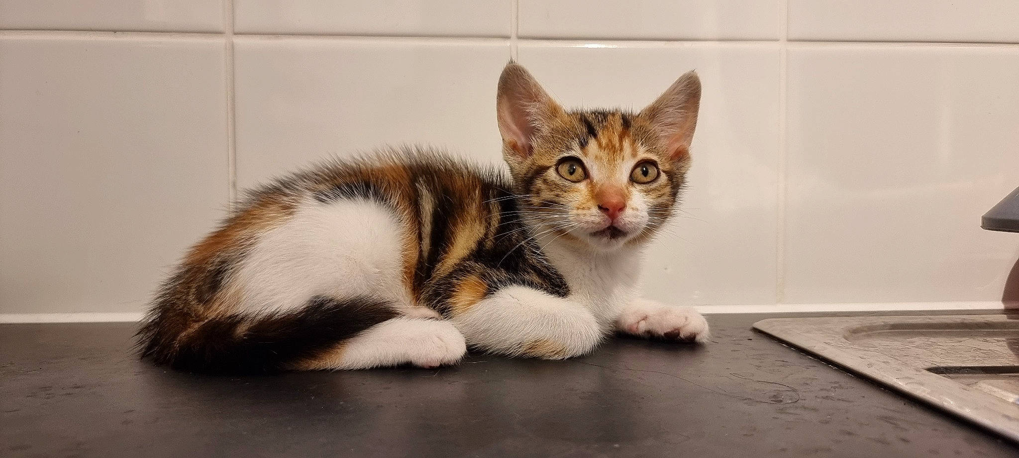 Mini joined the competition — help win amazing prizes! carnivore, cat, claw, domestic_short_haired_cat, felidae, fur, paw, sitting, small_to_medium_sized_cats, snout, tail, terrestrial_animal, whiskers, window