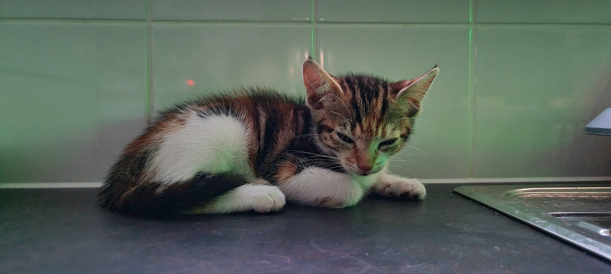 Mini joined the competition — help win amazing prizes! carnivore, cat, claw, domestic_short_haired_cat, felidae, fur, paw, small_to_medium_sized_cats, snout, tail, terrestrial_animal, whiskers