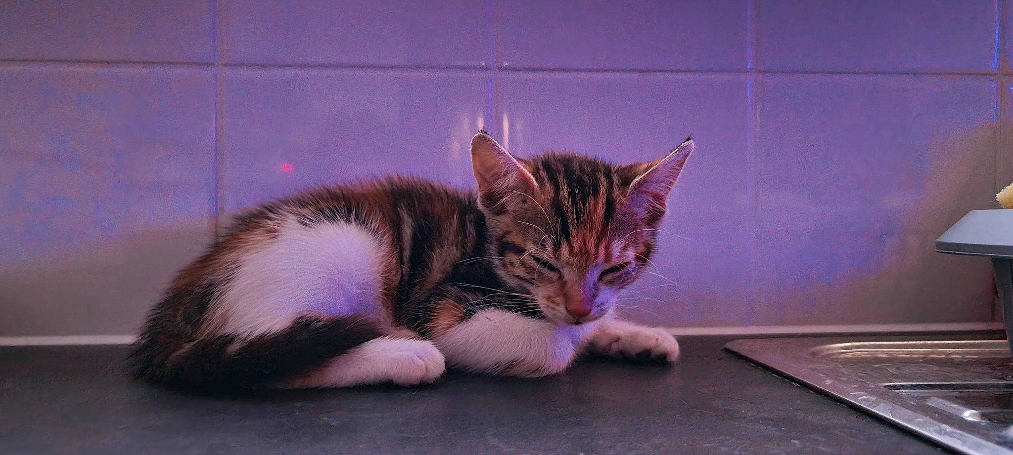 Mini is registered to the contest to win money with this photo: carnivore, cat, cat_supply, claw, comfort, domestic_short_haired_cat, eye, felidae, fur, paw, sitting, small_to_medium_sized_cats, snout, tail, whiskers, wildlife, window