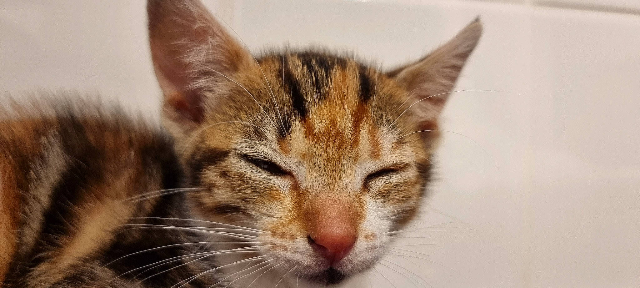 Mini is registered to the contest to win money with this photo: carnivore, cat, close_up, domestic_short_haired_cat, eye, felidae, fur, macro_photography, paw, small_to_medium_sized_cats, snout, terrestrial_animal, whiskers, wildlife