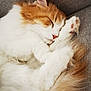 cat, sleeping, fluffy, orange, white, paw, fur, cozy, cute, pet, domestic_animal, resting, close_up, indoor, soft, relaxation, animal, mammal, whiskers, tail