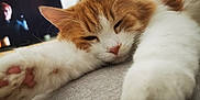 Pumba a rejoint le concours — aidez-le/la à gagner de superbes lots ! cat, orange_cat, white_cat, sleeping, stretching, paws, close_up, indoor, sofa, feline, pet, fur, whiskers, pink_paw_pads, relaxed, cozy, television, blurred_background, domestic_animal, resting