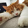 cat, orange_cat, white_cat, sleeping, stretching, paws, close_up, indoor, sofa, feline, pet, fur, whiskers, pink_paw_pads, relaxed, cozy, television, blurred_background, domestic_animal, resting