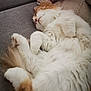 cat, fluffy, sleeping, white, orange, pet, indoor, cozy, couch, pillow, blanket, relaxed, feline, fur, domestic_animal, resting, animal, cute, home, nap