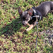 Sophia joined the competition — help win amazing prizes! animal, canine, chewing, cute, daylight, dog, ears, grass, greenery, harness, leash, nature, outdoor, pet, playful, puppy, small_dog, stick, sunlight, young_dog