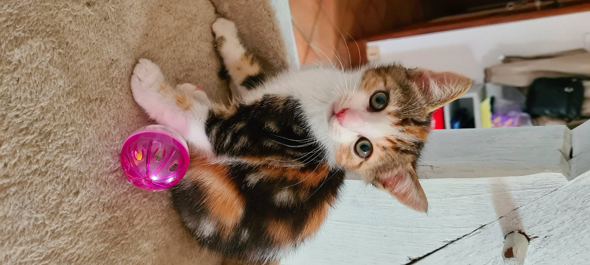 Satine a rejoint le concours — aidez-le/la à gagner de superbes lots ! carnivore, cat, claw, domestic_short_haired_cat, felidae, foot, fur, paw, plant, small_to_medium_sized_cats, snout, tail, whiskers