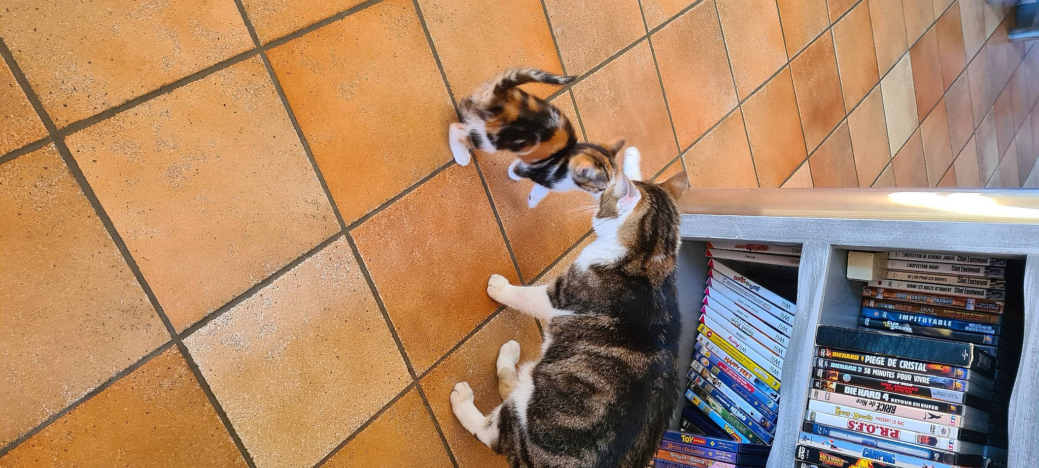 Satine participe au concours pour gagner de l'argent avec cette photo : canidae, carnivore, cat, companion_dog, dog_breed, domestic_short_haired_cat, fawn, felidae, floor, flooring, fur, hardwood, mammal, small_to_medium_sized_cats, sporting_group, tail, whiskers, wood