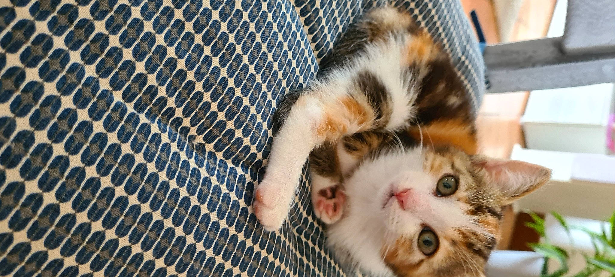 Satine participe au concours pour gagner de l'argent avec cette photo : animal_shelter, cage, carnivore, cat, claw, domestic_short_haired_cat, electric_blue, fawn, felidae, fence, fur, mesh, paw, pet_supply, small_to_medium_sized_cats, snout, tail, terrestrial_animal, whiskers