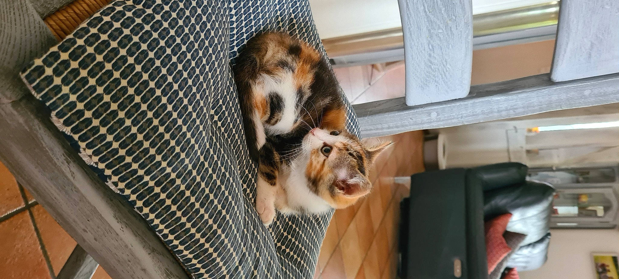 Satine participe au concours pour gagner de l'argent avec cette photo : animal_shelter, cage, canidae, carnivore, cat, dog_breed, domestic_short_haired_cat, fawn, felidae, fur, kennel, mesh, pet_supply, service, small_to_medium_sized_cats, snout, sporting_group, tail, terrestrial_animal, whiskers