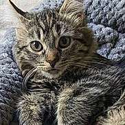 Mia joined the competition — help win amazing prizes! cat, kitten, tabby, pet, animal, fur, whiskers, ears, eyes, face, paws, lying_down, relaxed, cute, portrait, indoor, blanket, blue_blanket, cozy, close_up
