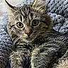 cat, kitten, tabby, pet, animal, fur, whiskers, ears, eyes, face, paws, lying_down, relaxed, cute, portrait, indoor, blanket, blue_blanket, cozy, close_up