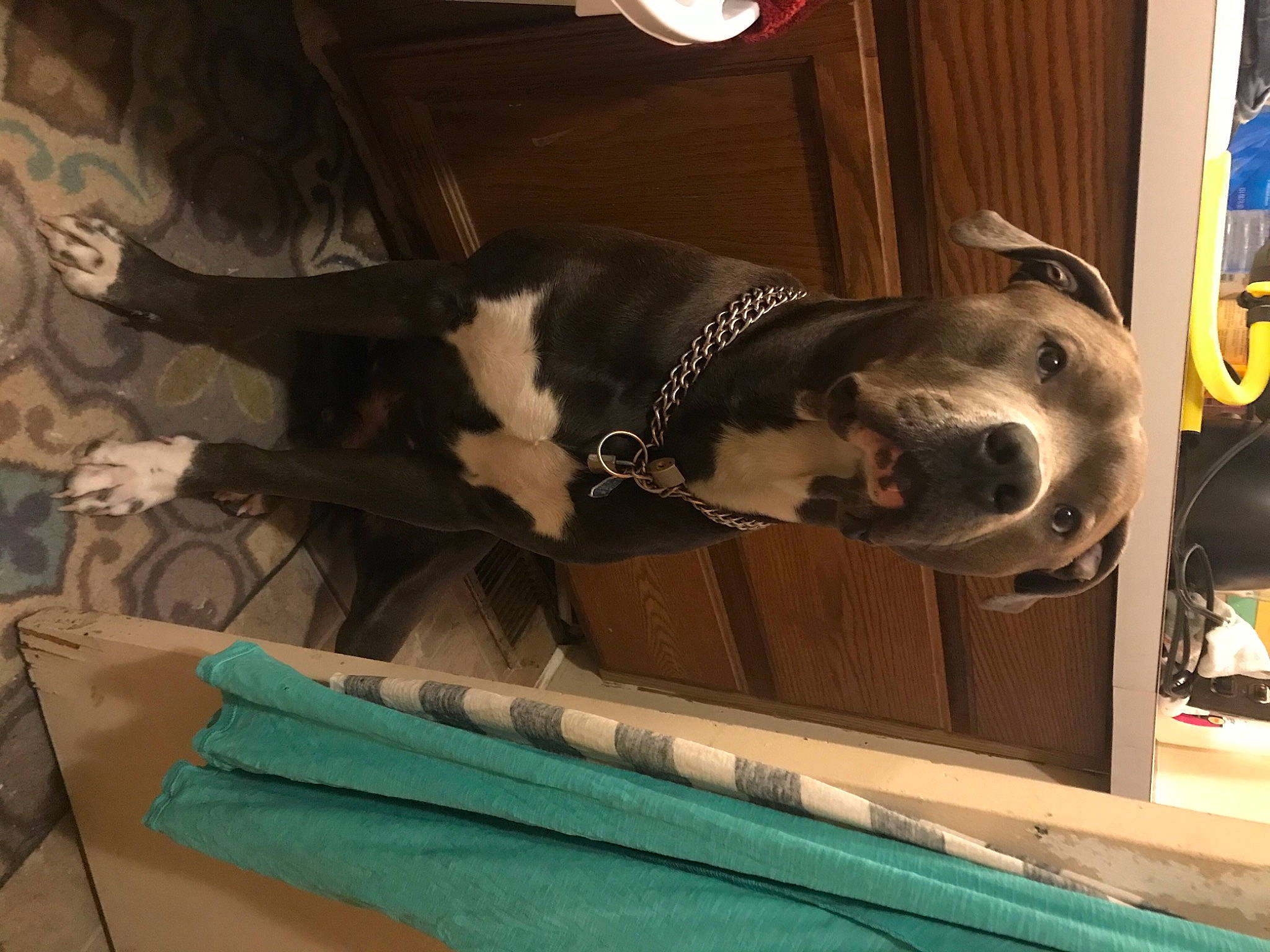 Repo joined the competition — help win amazing prizes! canidae, carnivore, collar, companion_dog, dog, dog_breed, dog_collar, dog_supply, liver, pet_supply, snout, sporting_group, teal, vertebrate, working_animal, working_dog