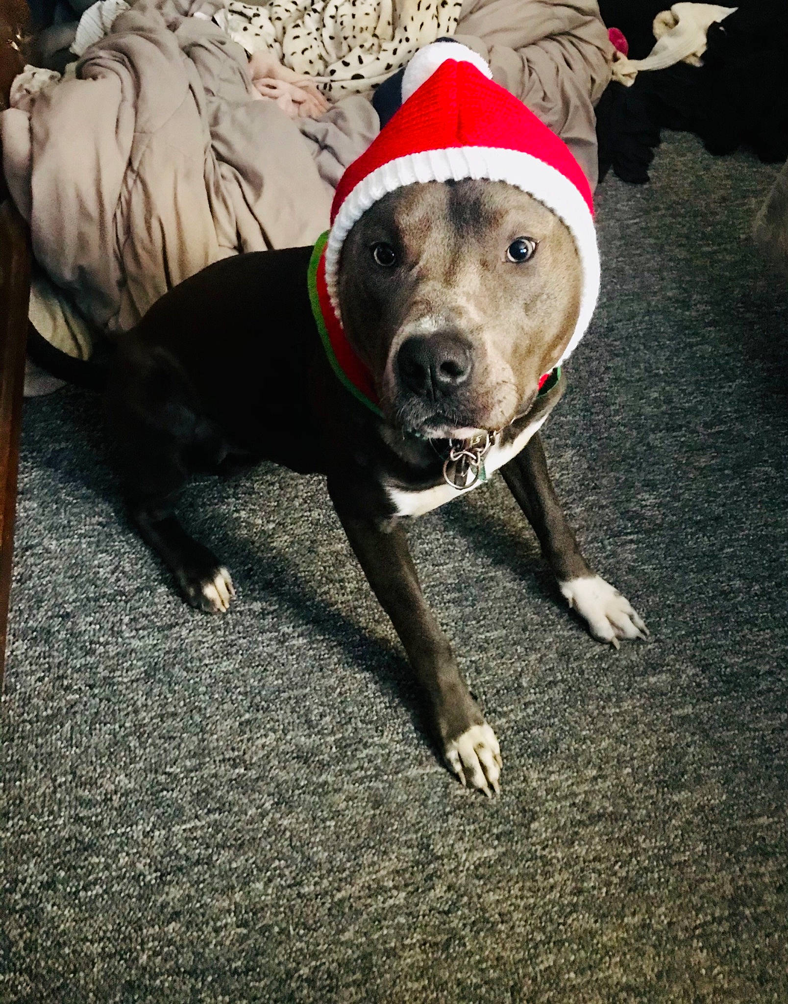 Repo is registered to the contest to win money with this photo: canidae, carnivore, collar, companion_dog, dog, dog_breed, dog_clothes, dog_collar, dog_supply, dogo_guatemalteco, floor, flooring, non_sporting_group, pet_supply, pillow, snout, sporting_group, tail, working_animal, working_dog