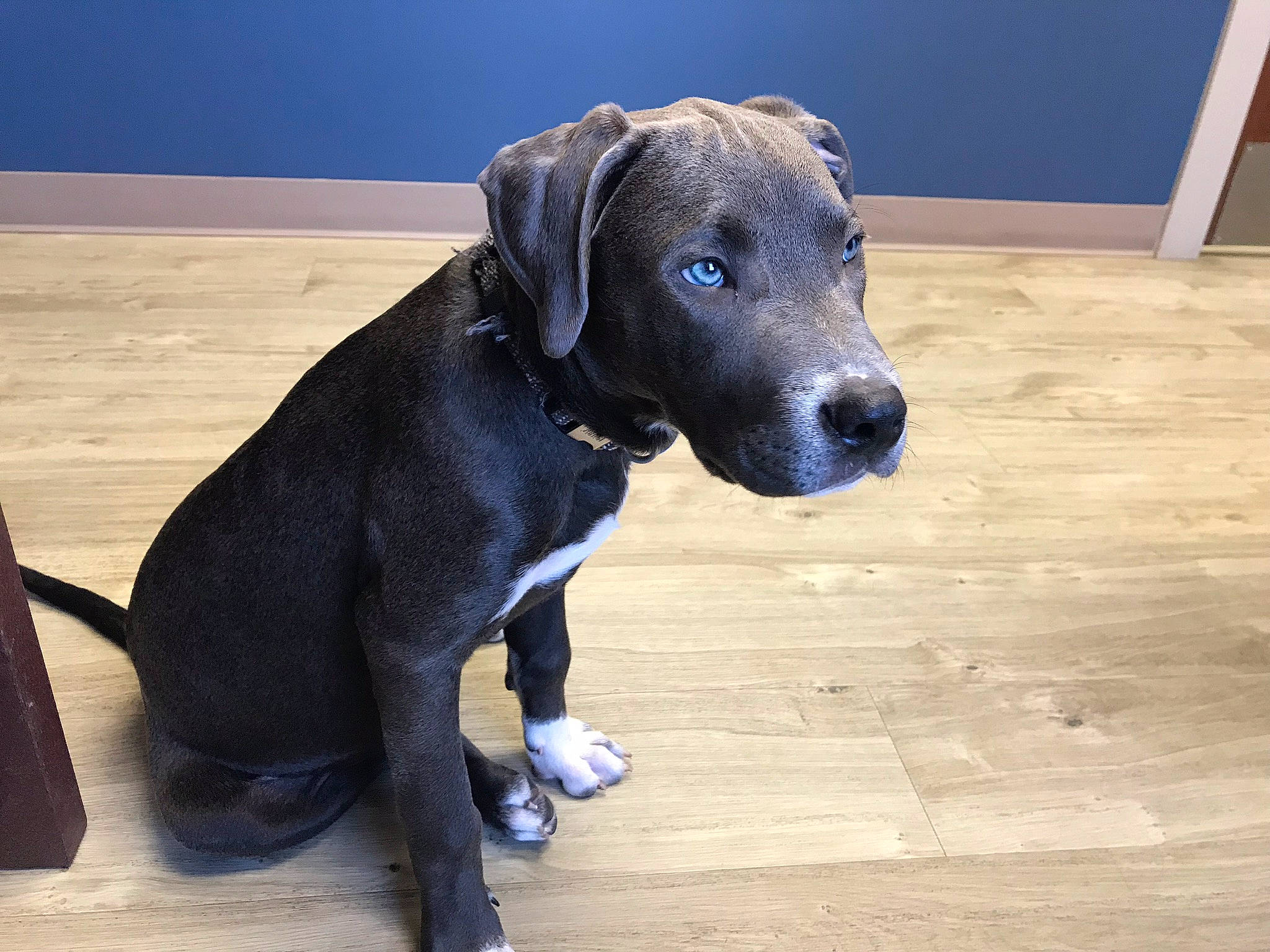 Repo is registered to the contest to win money with this photo: canidae, carnivore, collar, companion_dog, dog, dog_breed, dog_collar, dog_supply, fawn, floor, flooring, hardwood, laminate_flooring, pet_supply, snout, sporting_group, wood, wood_flooring, wood_stain, working_animal