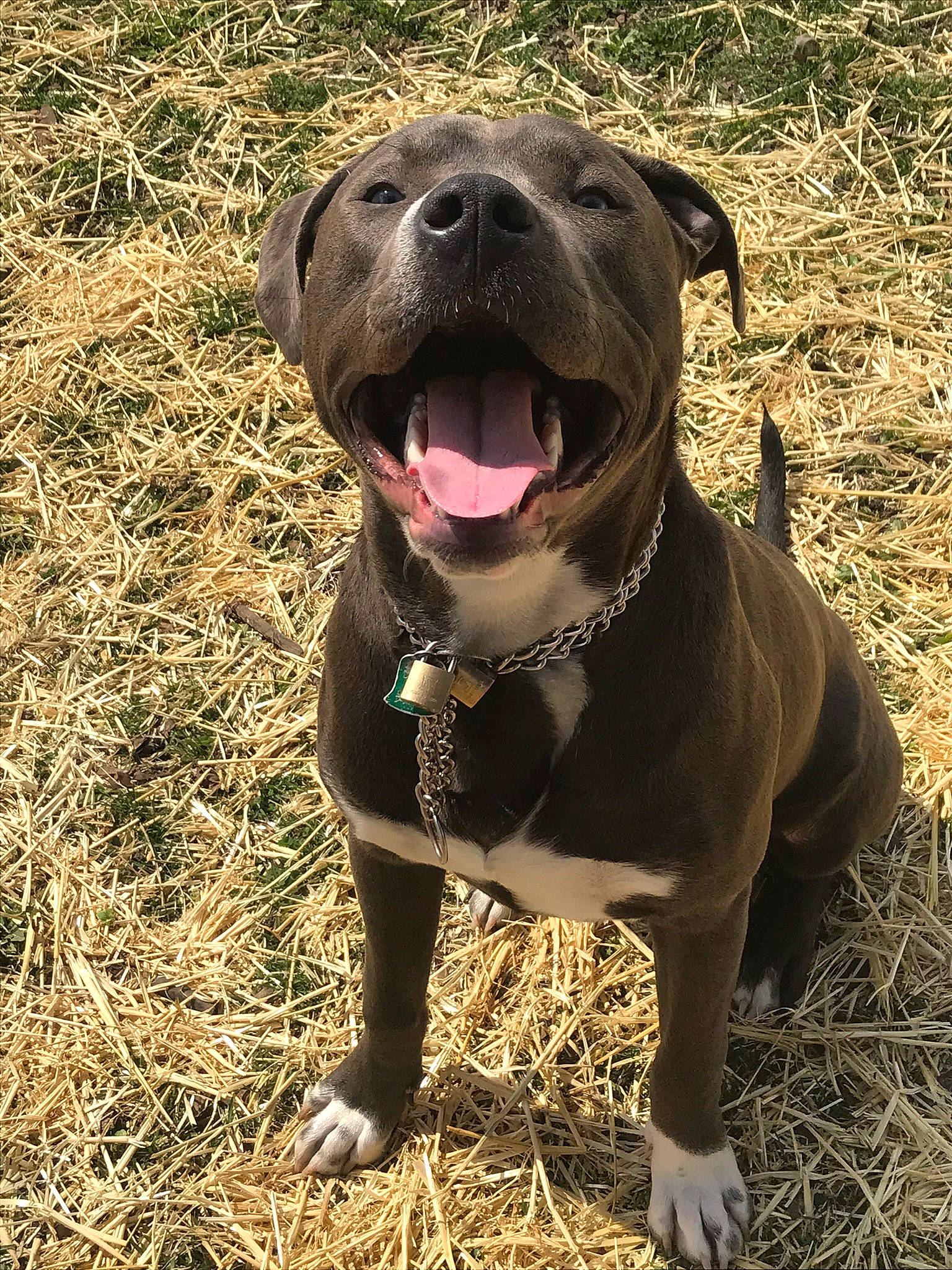 Repo joined the competition — help win amazing prizes! canidae, carnivore, collar, companion_dog, dog, dog_breed, dog_collar, fawn, jaw, liver, mammal, pet_supply, skin, snout, sporting_group, straw, tongue, whiskers, working_animal, working_dog