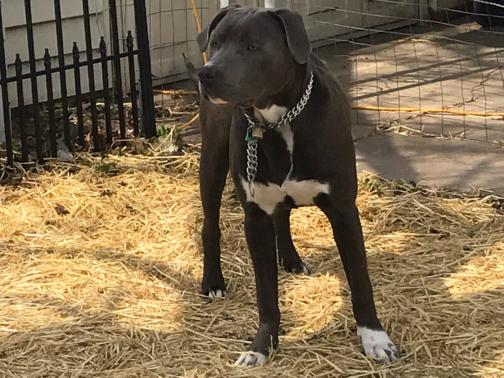 Repo joined the competition — help win amazing prizes! borador, canidae, carnivore, collar, companion_dog, dog, dog_breed, dog_collar, dog_supply, fence, hay, mesh, pet_supply, snout, sporting_group, straw, tail, terrestrial_animal, working_animal, working_dog