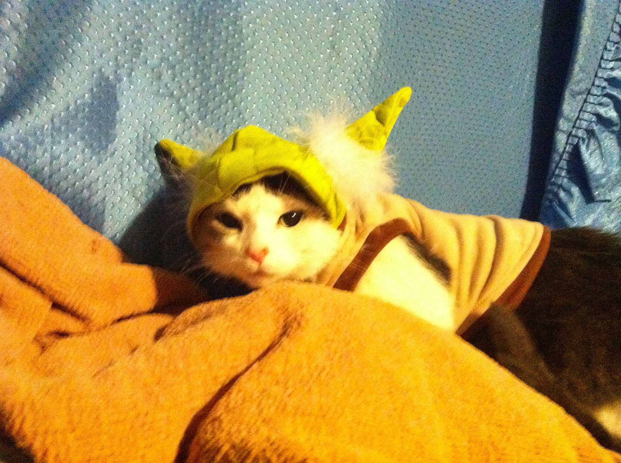 Jax joined the competition — help win amazing prizes! carnivore, cat, comfort, domestic_short_haired_cat, felidae, fur, kitten, small_to_medium_sized_cats, whiskers, yellow