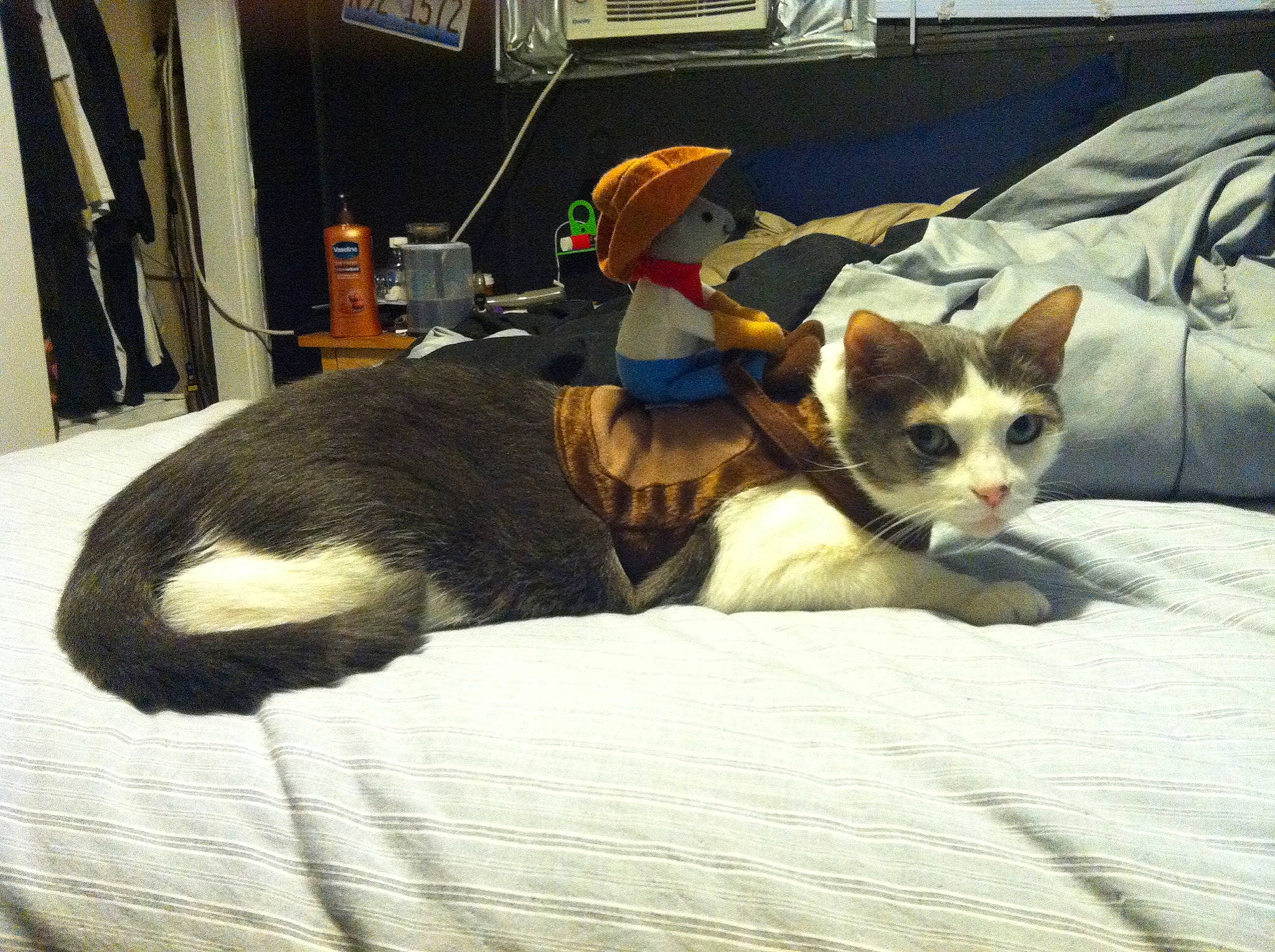 Jax joined the competition — help win amazing prizes! bed, bedding, carnivore, cat, claw, comfort, curious, domestic_short_haired_cat, felidae, fur, kitten, linens, paw, pet_supply, small_to_medium_sized_cats, toy, vertebrate, whiskers