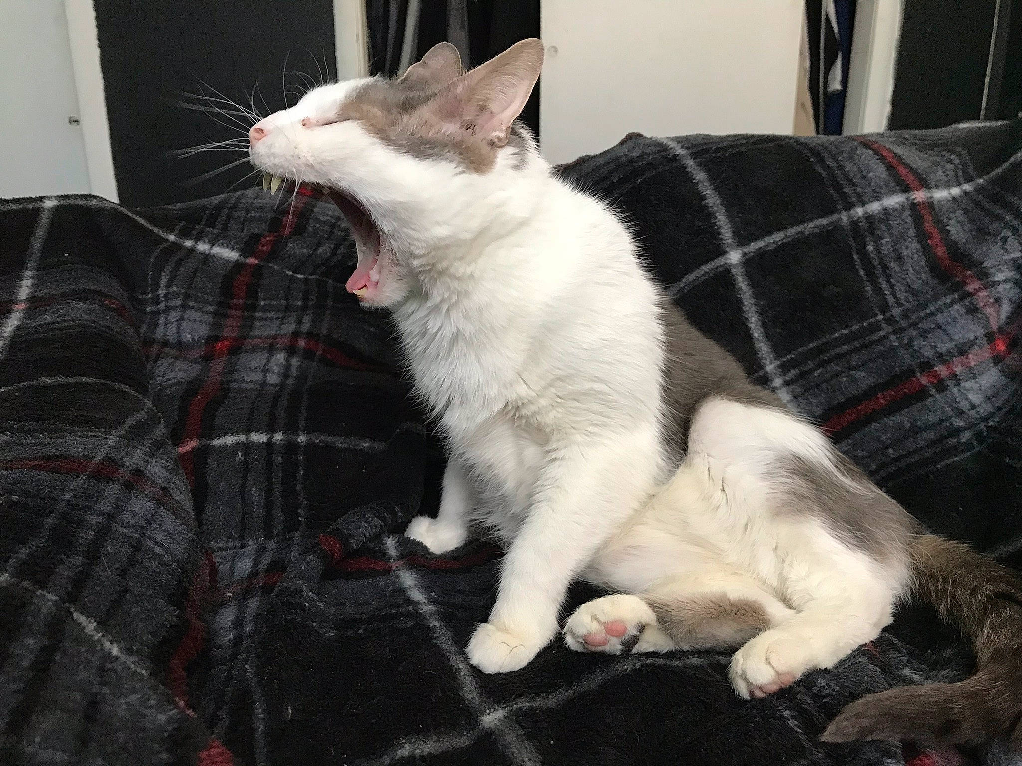 Jax is registered to the contest to win money with this photo: carnivore, cat, claw, comfort, couch, domestic_short_haired_cat, facial_expression, felidae, foot, fur, linens, paw, plaid, small_to_medium_sized_cats, snout, tail, tartan, toe, vertebrate, whiskers
