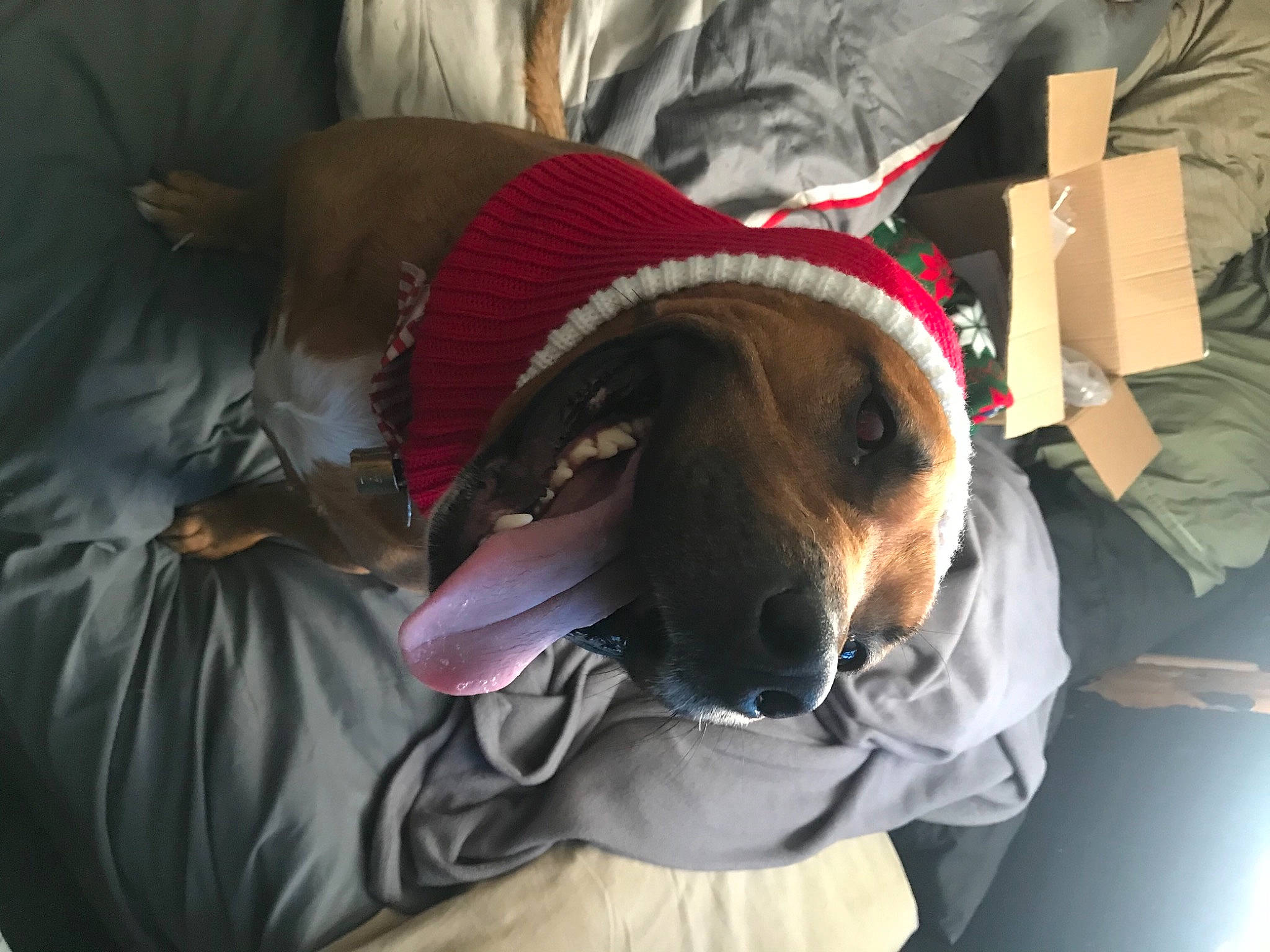 Fenrir joined the competition — help win amazing prizes! canidae, carnivore, companion_dog, dog, dog_breed, snout, sporting_group, working_animal