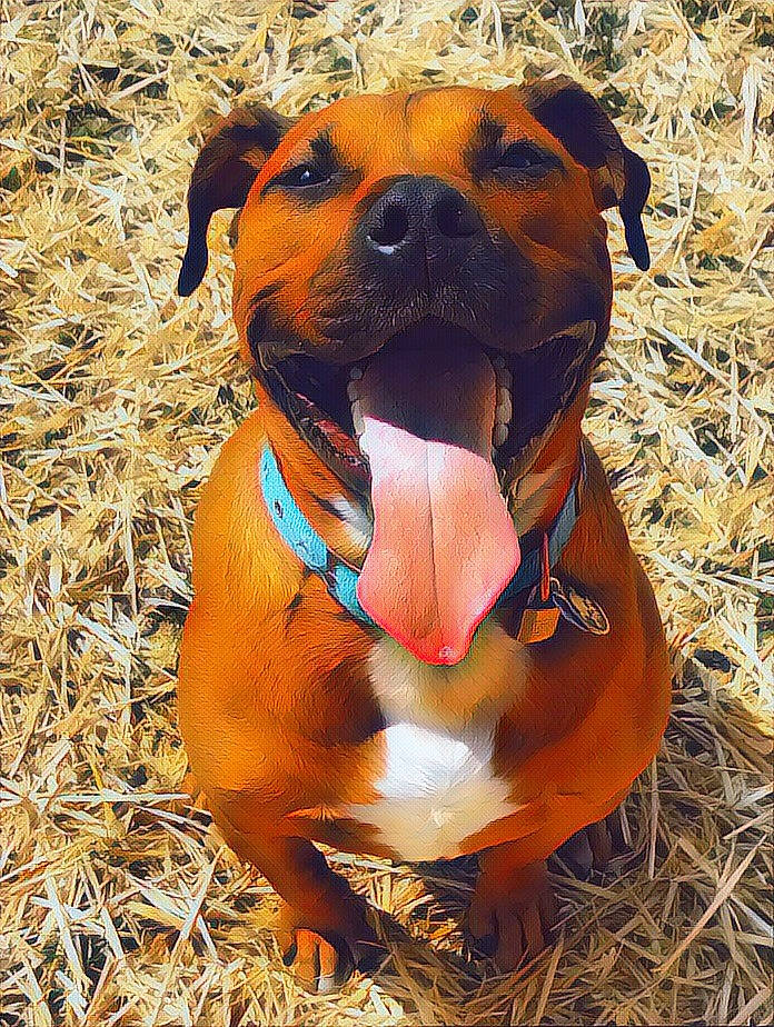 Fenrir joined the competition — help win amazing prizes! brown, canidae, carnivore, collar, companion_dog, dog, dog_breed, dog_collar, dog_supply, fawn, hound, hunting_dog, liver, pet_supply, snout, sporting_group, straw, tan, whiskers, working_animal