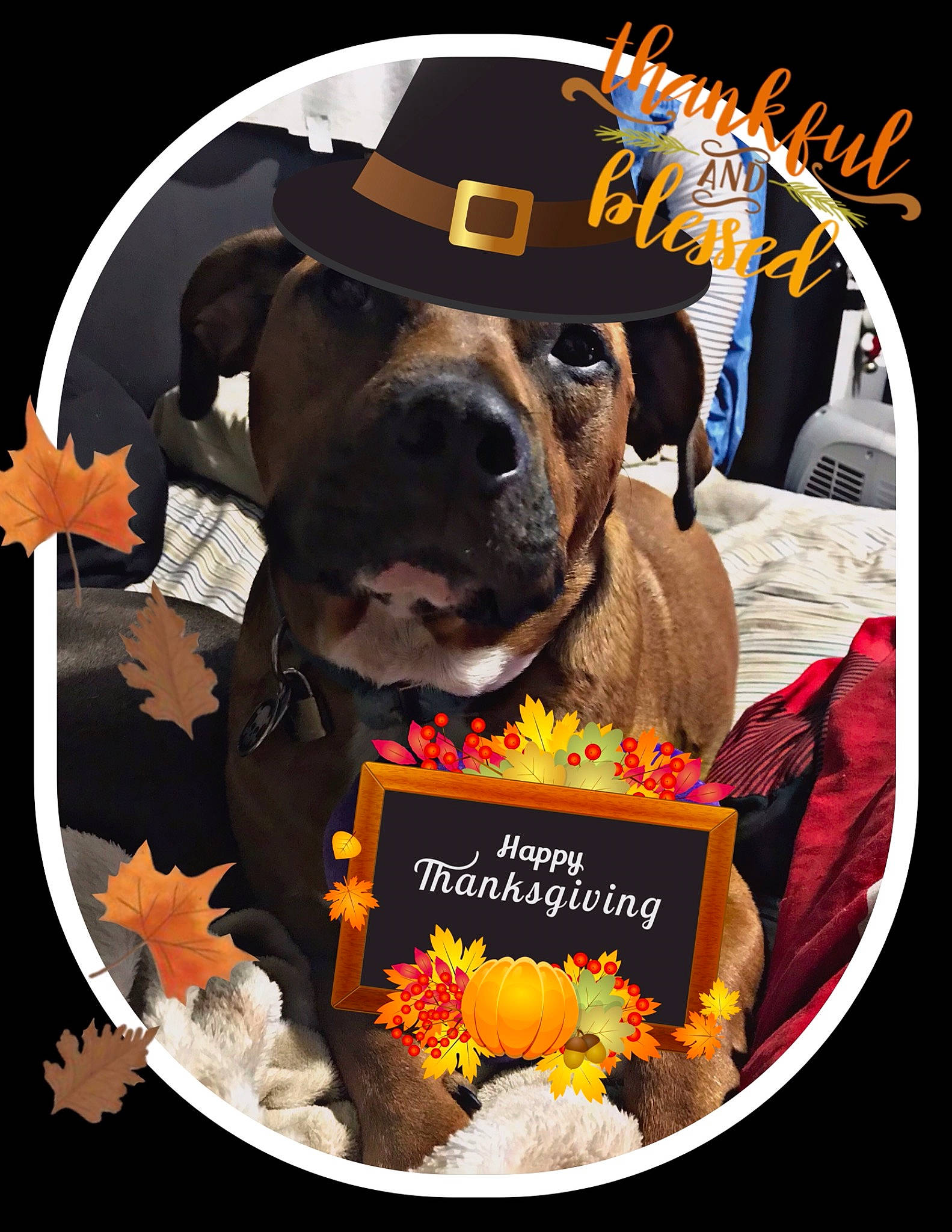 Fenrir is registered to the contest to win money with this photo: canidae, carnivore, collar, companion_dog, dog, dog_breed, dog_collar, dog_supply, guard_dog, liver, non_sporting_group, pet_supply, snout, sporting_group, vertebrate, whiskers, working_animal, working_dog