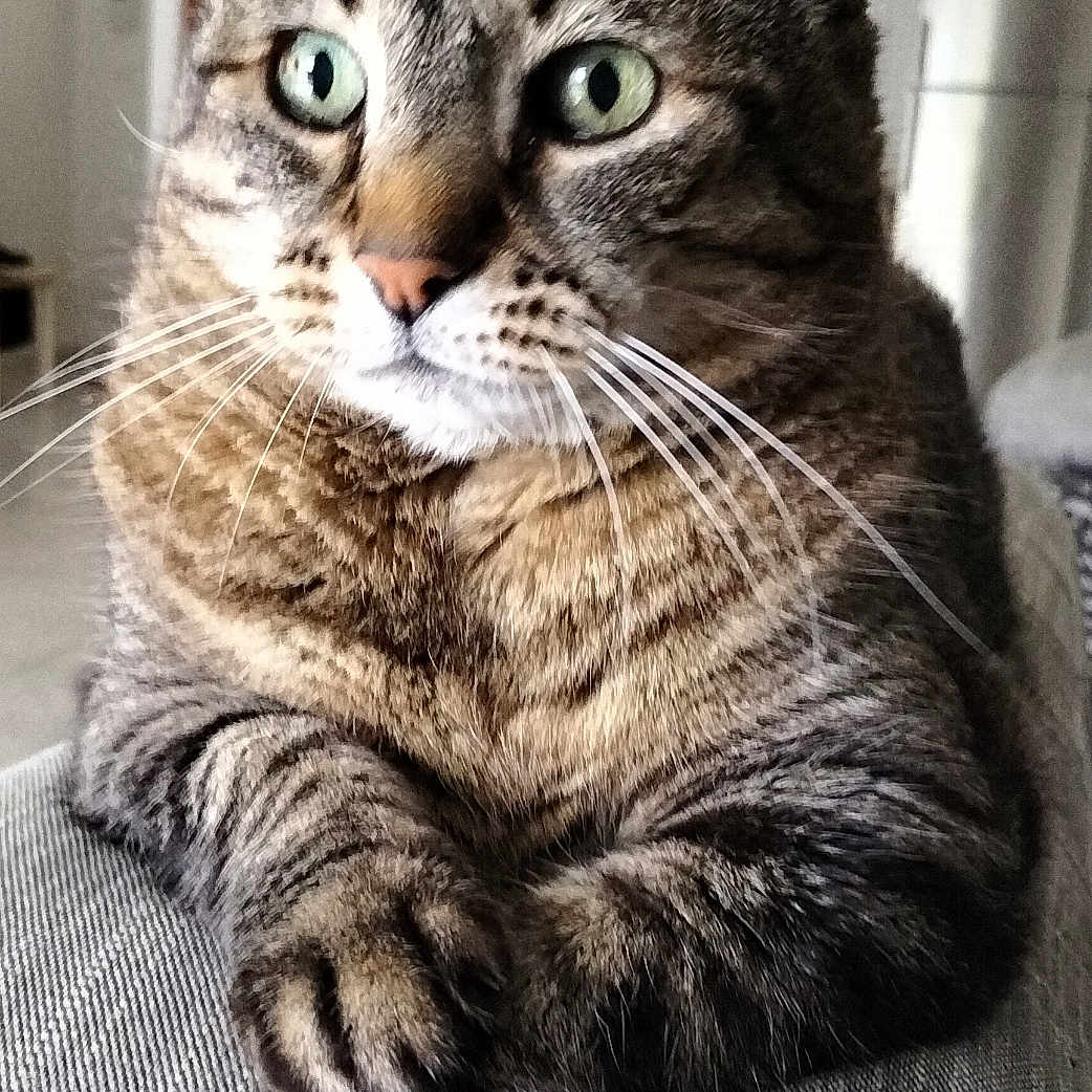 Perpernut a rejoint le concours — aidez-le/la à gagner de superbes lots ! abyssinian, animal, armchair, cat, chair, couch, cushion, egyptiancat, electronics, furniture, hardware, homedecor, kitten, manx, person, pet, sleeping