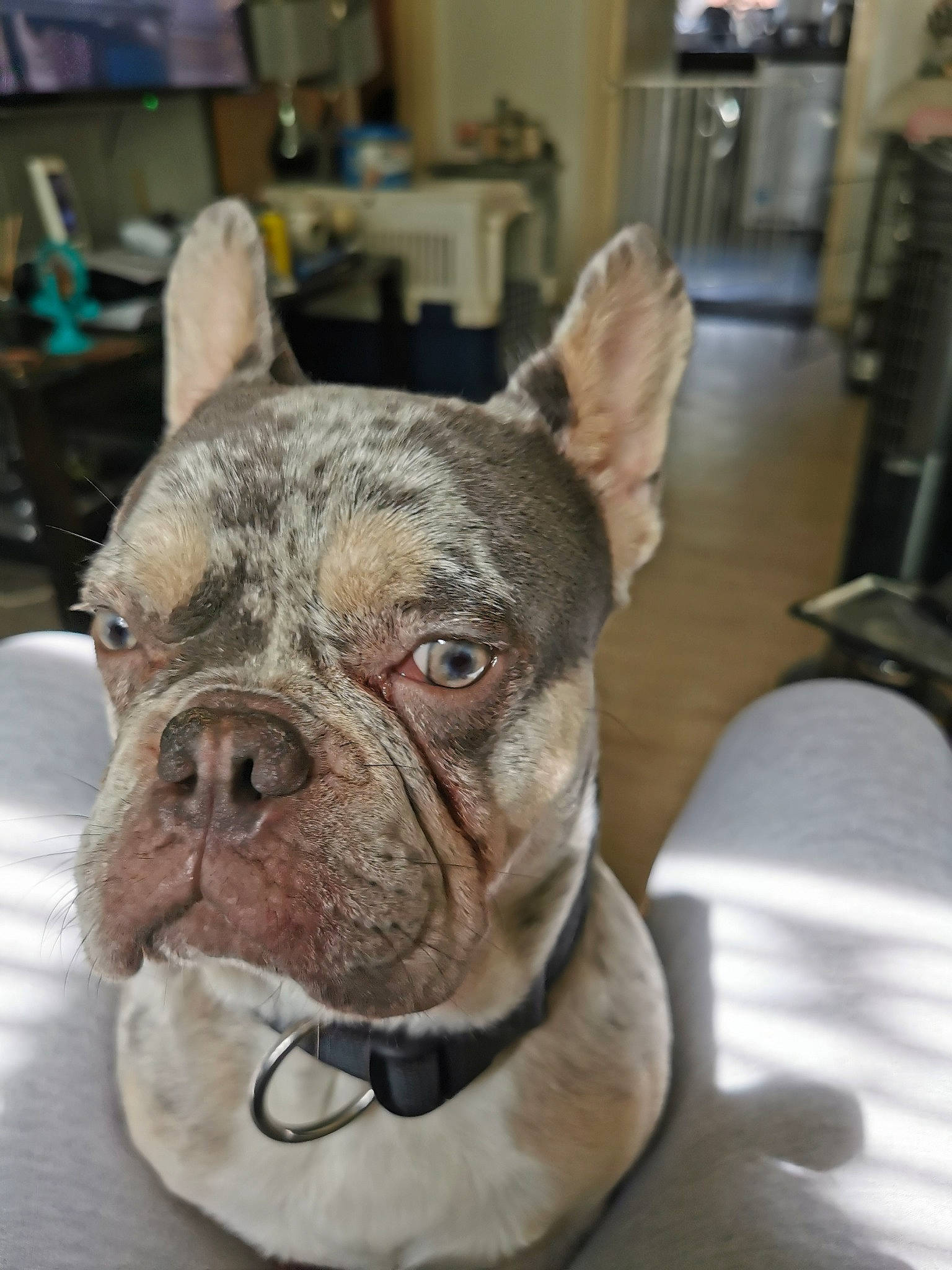Blaze joined the competition — help win amazing prizes! bulldog, canidae, carnivore, chair, collar, companion_dog, dog, dog_breed, dog_collar, ear, fawn, molosser, non_sporting_group, snout, sporting_group, toy_dog, whiskers, working_animal, working_dog, wrinkle