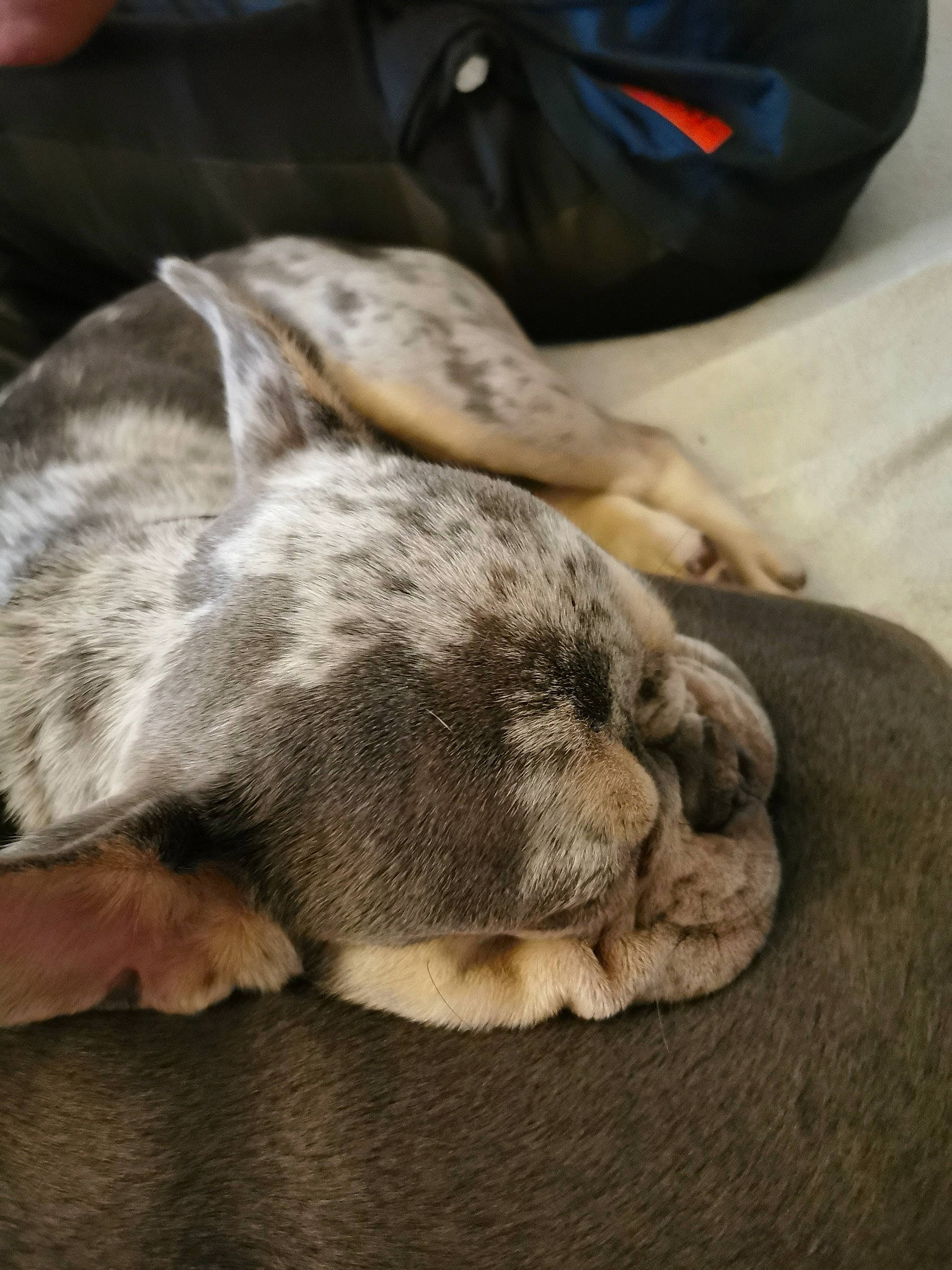 Blaze is registered to the contest to win money with this photo: canidae, carnivore, claw, comfort, companion_dog, dog, dog_breed, fawn, felidae, fur, grey, hardwood, non_sporting_group, paw, small_to_medium_sized_cats, sporting_group, tail, terrestrial_animal, whiskers, wood