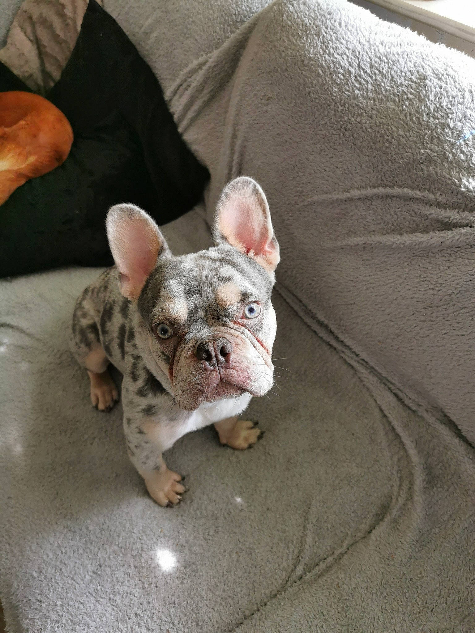 Blaze joined the competition — help win amazing prizes! bulldog, canidae, carnivore, comfort, companion_dog, couch, dog, dog_breed, ear, fawn, french_bulldog, grass, molosser, non_sporting_group, snout, sporting_group, terrestrial_animal, toy_dog, whiskers, wrinkle