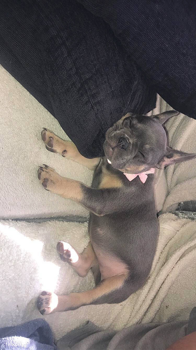 Marnie joined the competition — help win amazing prizes! canidae, carnivore, comfort, companion_dog, dog, dog_breed, fawn, flesh, foot, fur, human_leg, knee, linens, non_sporting_group, paw, snout, sporting_group, thigh, toy_dog