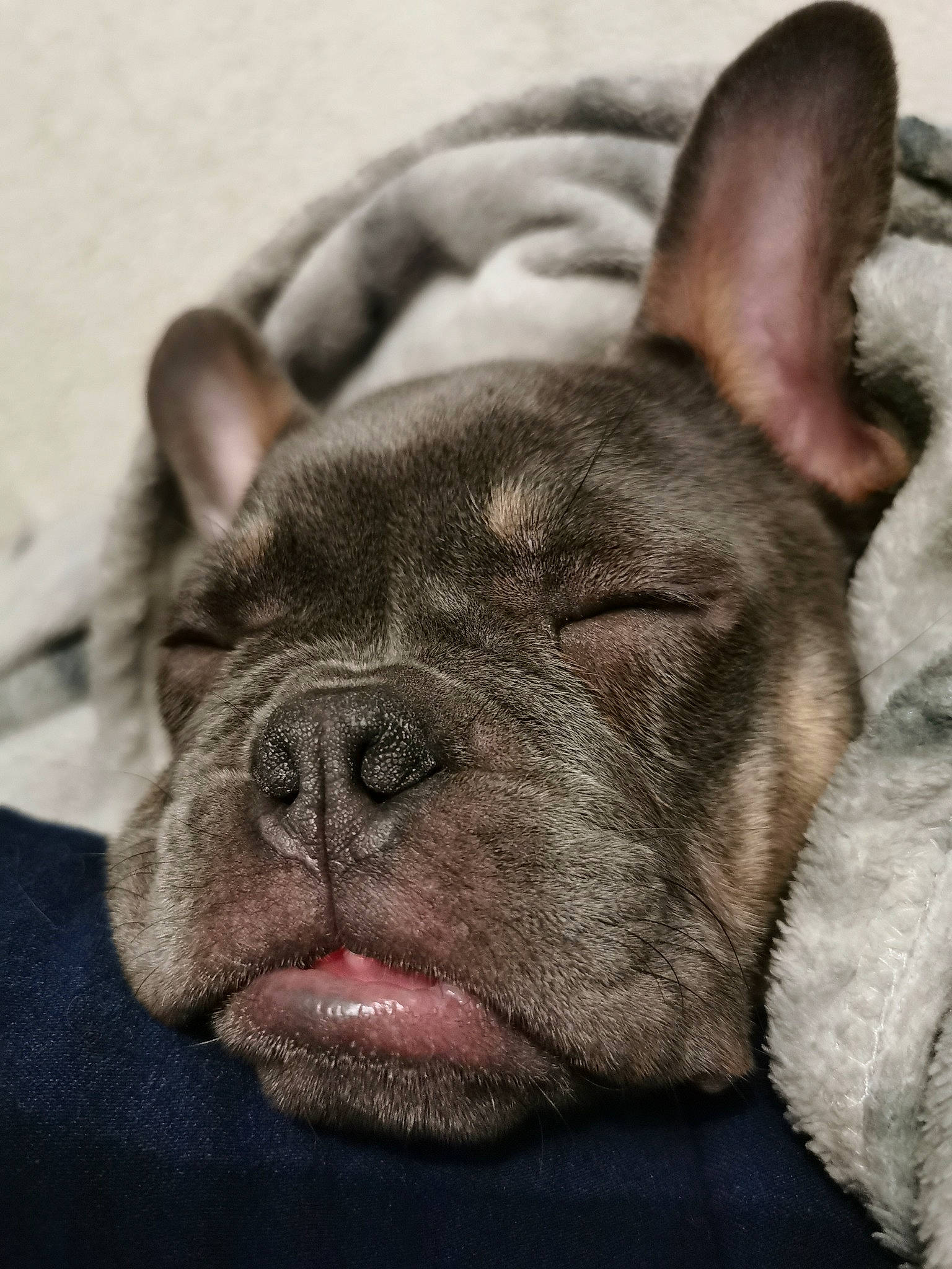 Marnie joined the competition — help win amazing prizes! bulldog, canidae, carnivore, close_up, comfort, companion_dog, dog, dog_breed, ear, eye, fawn, fur, head, jaw, snout, sporting_group, terrestrial_animal, whiskers, working_animal, wrinkle