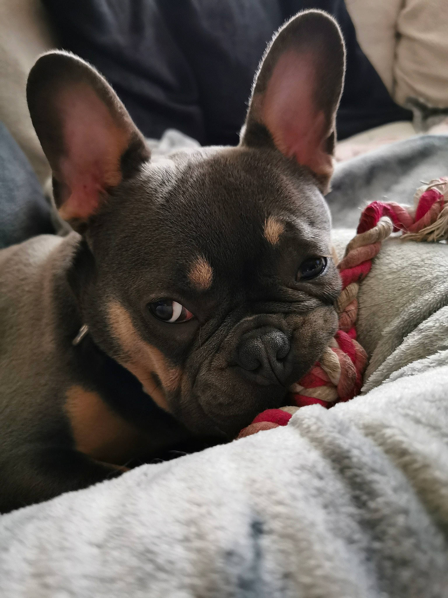 Marnie is registered to the contest to win money with this photo: bulldog, canidae, carmine, carnivore, comfort, companion_dog, dog, dog_breed, ear, fawn, non_sporting_group, snout, terrestrial_animal, toy_dog, whiskers, working_animal, wrinkle