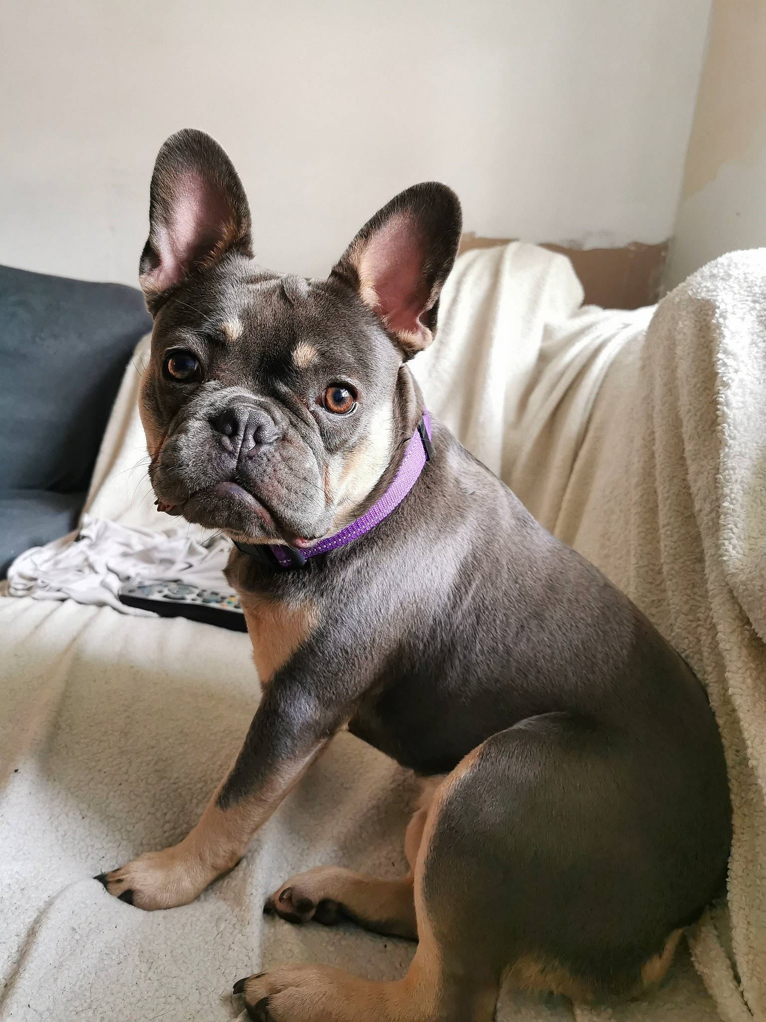 Marnie joined the competition — help win amazing prizes! bulldog, canidae, carnivore, collar, comfort, companion_dog, couch, dog, dog_breed, dog_collar, ear, fawn, head, snout, sporting_group, terrestrial_animal, toy_dog, whiskers, working_animal, wrinkle