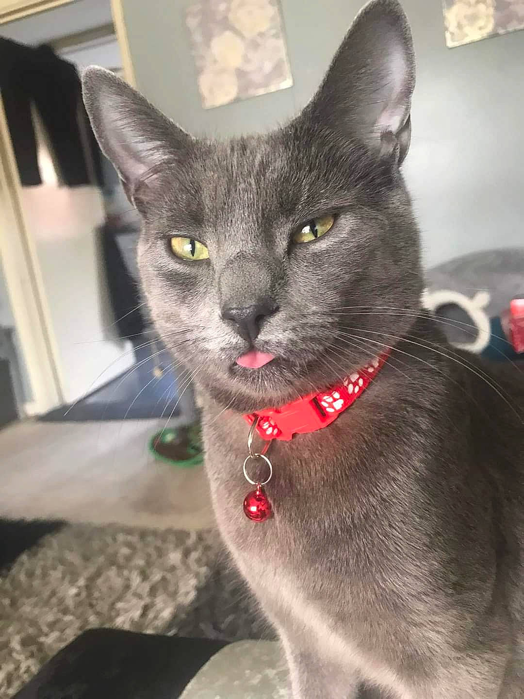 Todd