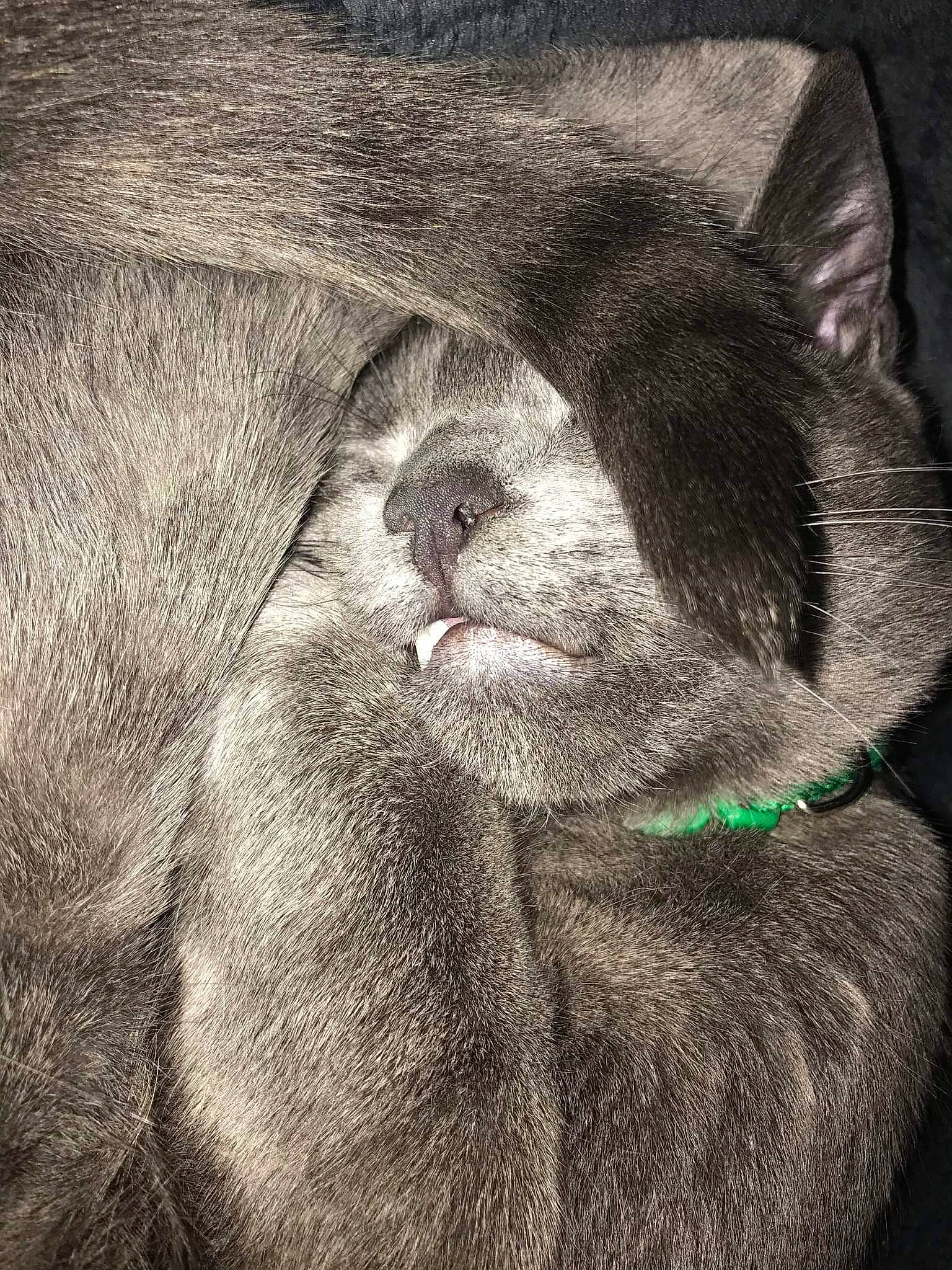 Todd is registered to the contest to win money with this photo: carnivore, cat, claw, close_up, comfort, domestic_short_haired_cat, felidae, fur, grey, liver, nap, paw, sleep, small_to_medium_sized_cats, tail, terrestrial_animal, whiskers, wildlife