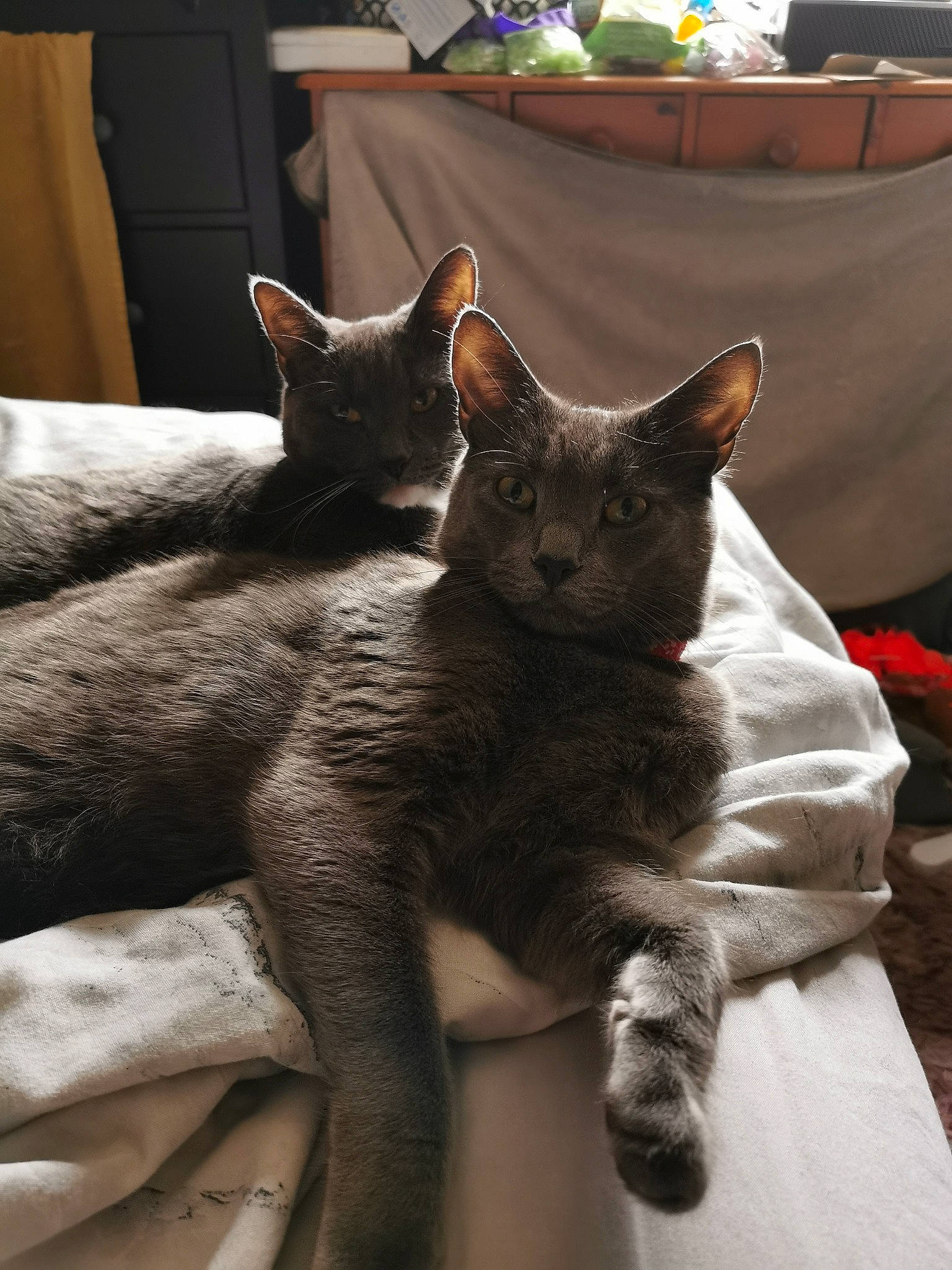 Todd is registered to the contest to win money with this photo: black_cat, carnivore, cat, cat_supply, claw, comfort, domestic_short_haired_cat, felidae, fur, grey, linens, nap, paw, russian_blue, sitting, small_to_medium_sized_cats, snout, tail, whiskers, window