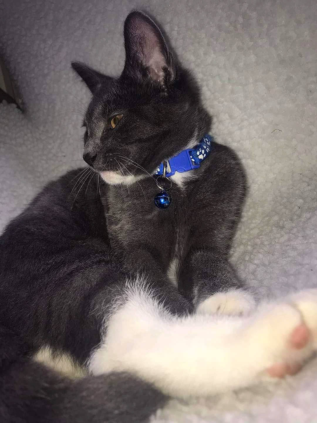 Oscar joined the competition — help win amazing prizes! black_cat, bombay, carnivore, cat, claw, comfort, domestic_short_haired_cat, electric_blue, eye, felidae, fur, grey, human_body, paw, sitting, small_to_medium_sized_cats, snout, tail, terrestrial_animal, whiskers